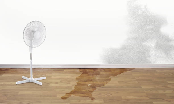 Best Flood restoration services  in Urbana, IL